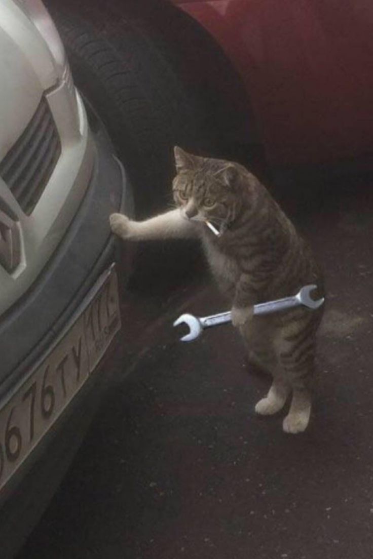 photo de profil de El Gato Mechanics